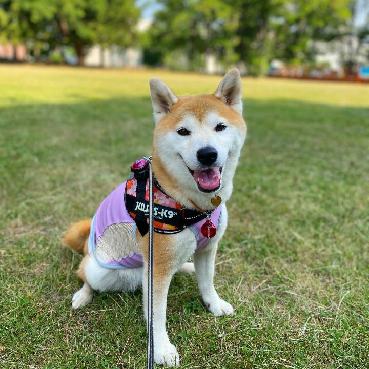 D5293820 8729 4813 8002 984707249990 1626742663818