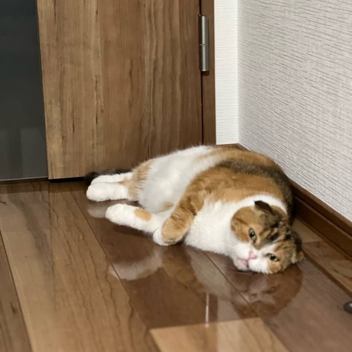 D52c8412 7a15 43c6 acee 04c8ad3a38f8 1691227392572