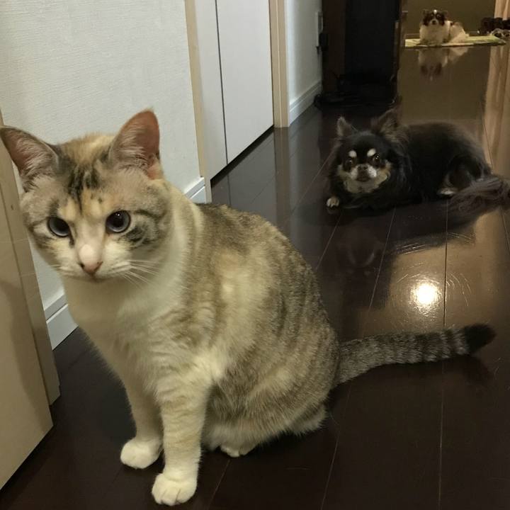 D52e6080 5add 425a af1d 361f39e43f41 1524920909217