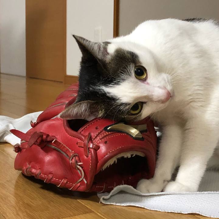 D52fa5c3 500c 4432 bd1d de3c78dbc36b 1596718858220