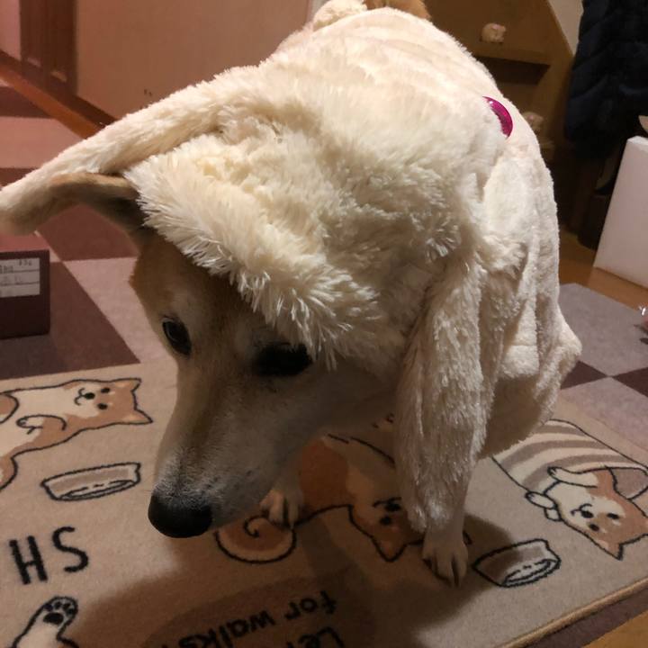 D52fb620 387d 4be5 965d 496e24c5fdb4 1608123407953