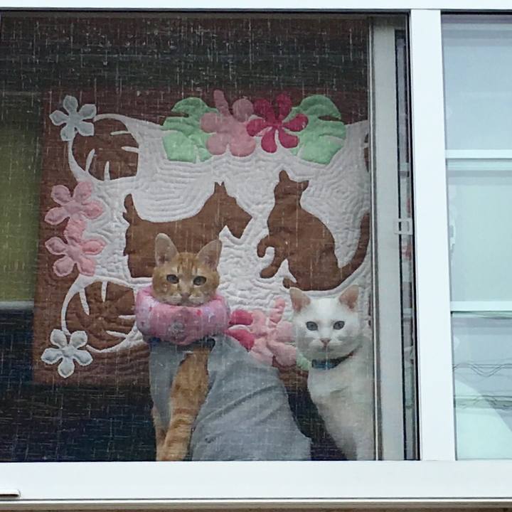 D5308e7b 2e5c 4221 a748 f1b38ad75f54 1530947571530