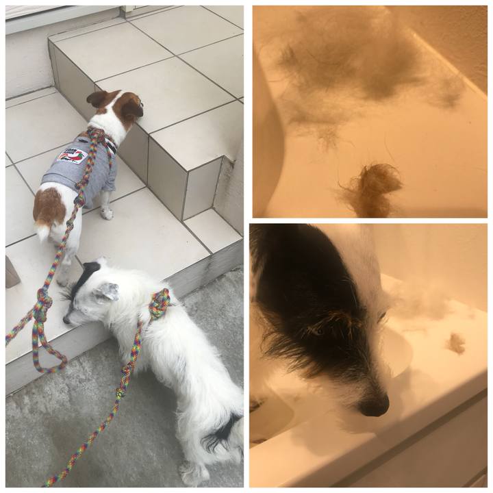 D5309df2 0a4f 4904 98db f568f25384a4 1536280254379