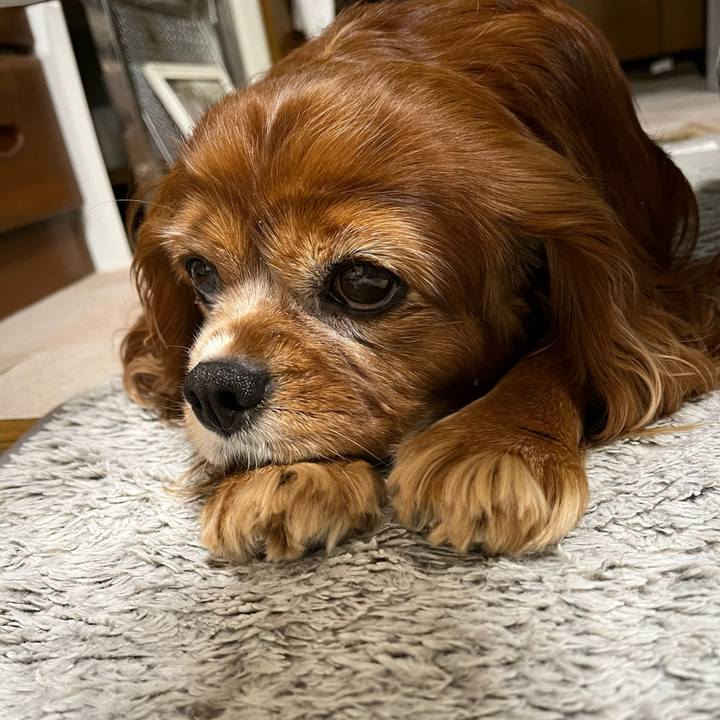 D53721ca 0cca 4c90 87e0 9248e4b828b2 1710455227702