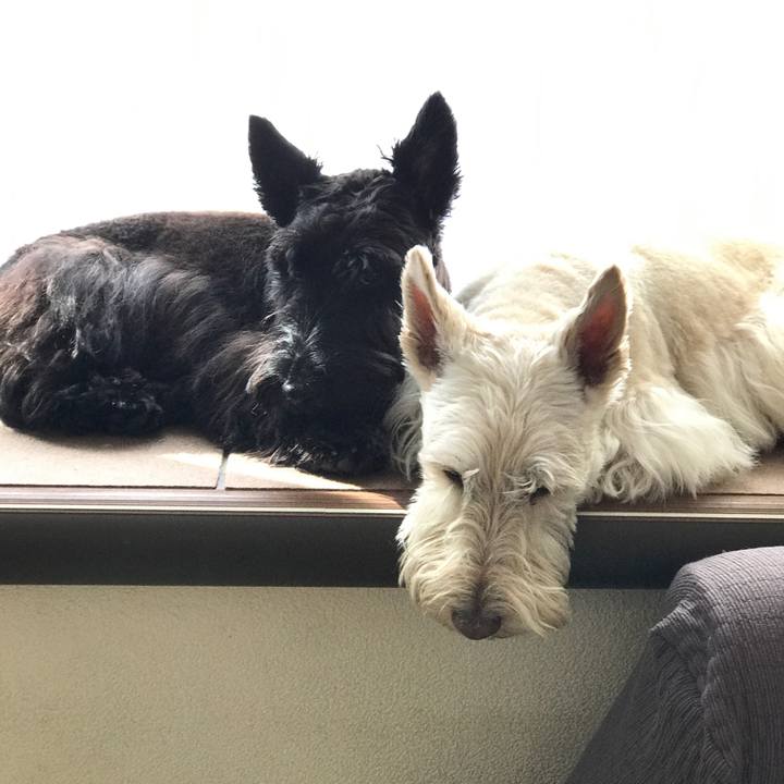 D53763e9 815e 4cf0 ae95 dd66d9dad93a 1516936207623