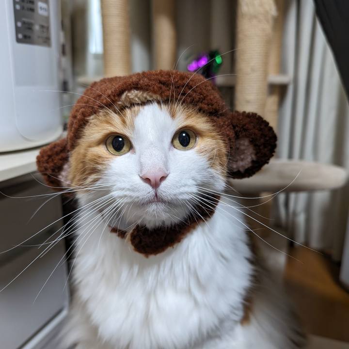 D538b0af ecc0 4b99 b111 bfc847787113 1699666283921