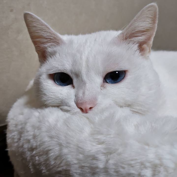 D53a9f45 adc9 40c2 b629 f16988ec34a8 1762654917243