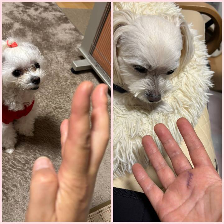 D53f42aa 3492 4ab9 a244 c94745ac4ed0 1766302714532