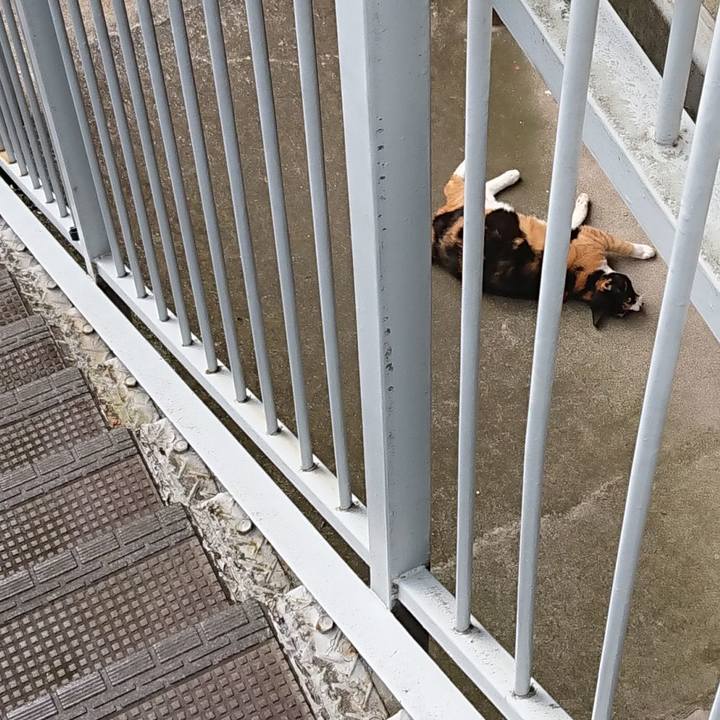 D53f9871 412f 4bde bd08 a3ea6a18b365 1593730722882