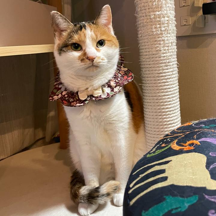 D5446e9c d2ff 4866 87bd fd3f3b6e7abc 1762680015713