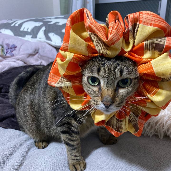 D5461e12 a775 472f bc7d 8d4c2e0af82d 1709905066123