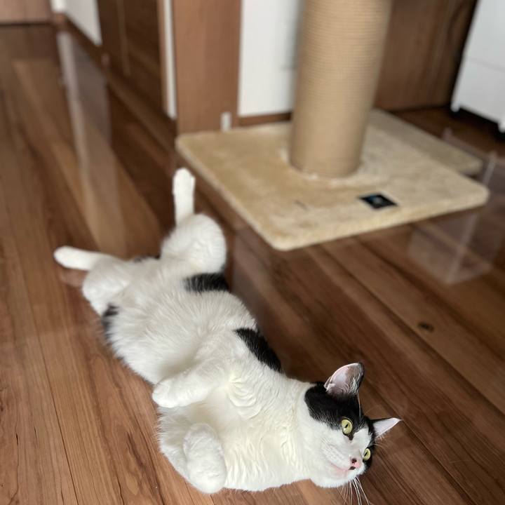 D54abcb6 40ae 499e ae7d 81398a904249 1748045786606