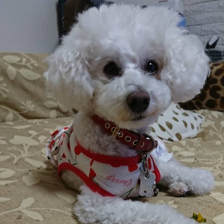 D54c1b84 d890 4017 8d72 524f535769d4 1568890051949