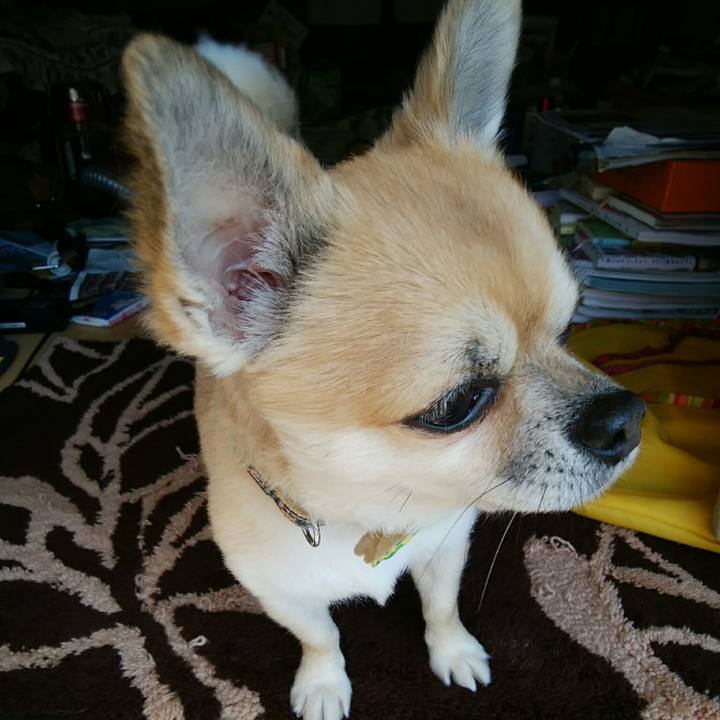 D54da84c b3cb 4086 af38 81b05a44a519 1542417359263