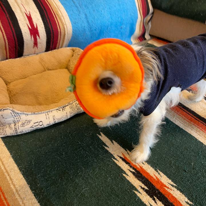 D54e4cb6 1adb 4a67 b6d2 9f9f303e3b9b 1772496187445