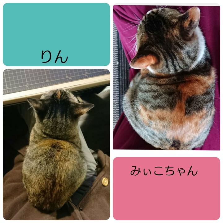 D54f56bb 5fd0 4e31 949c fb4dcedda322 1551267420194