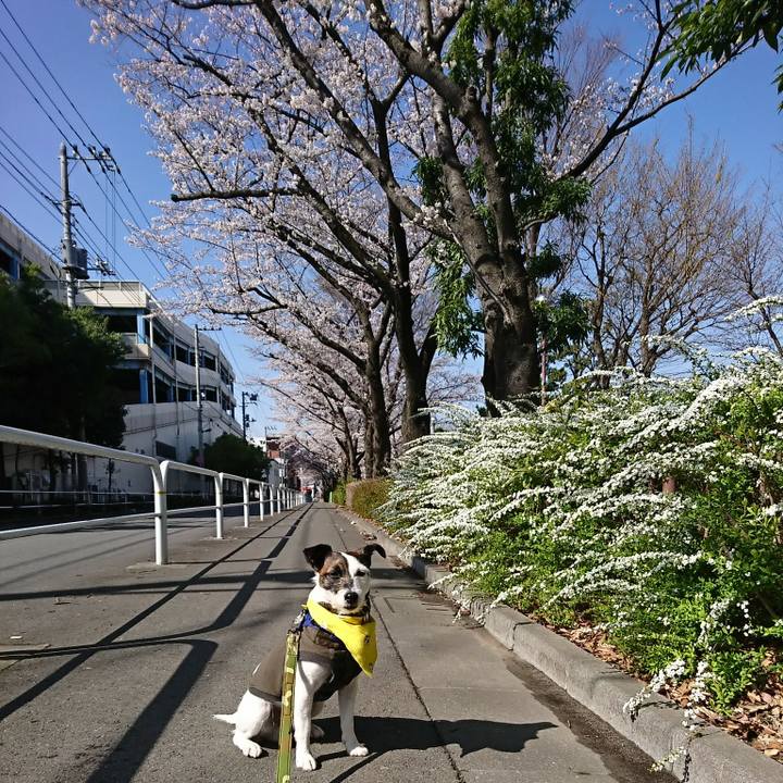 D55162a8 efc0 448a a253 38af1b95b234 1521853771241