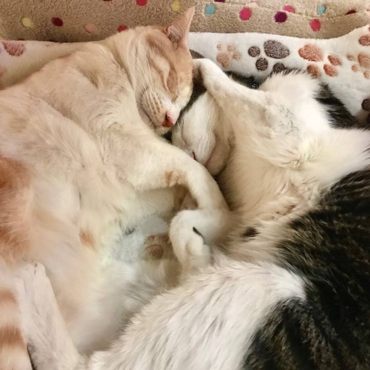 D5523257 df66 46aa 8588 fb4da4aac83b 1547813079397