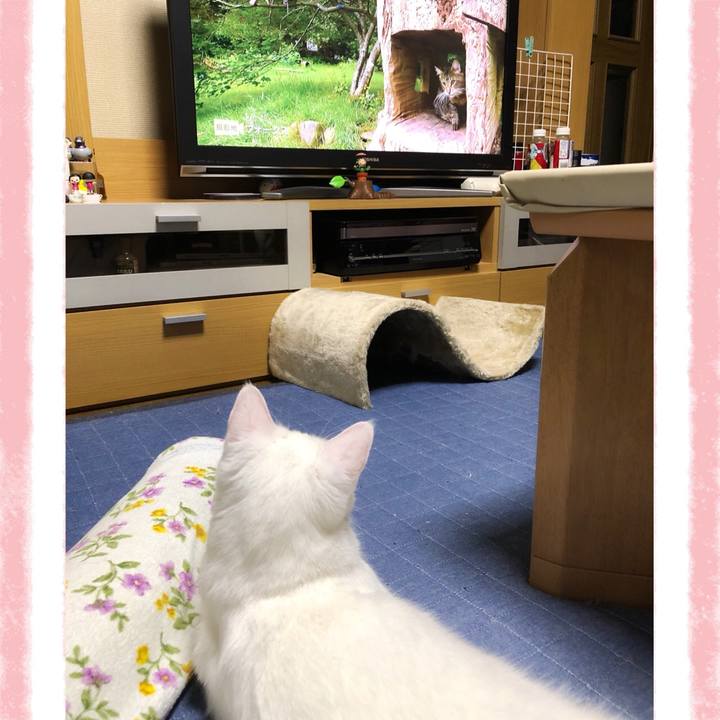 D55c13b7 3872 4947 867d 516dcb6bac0a 1595339376635