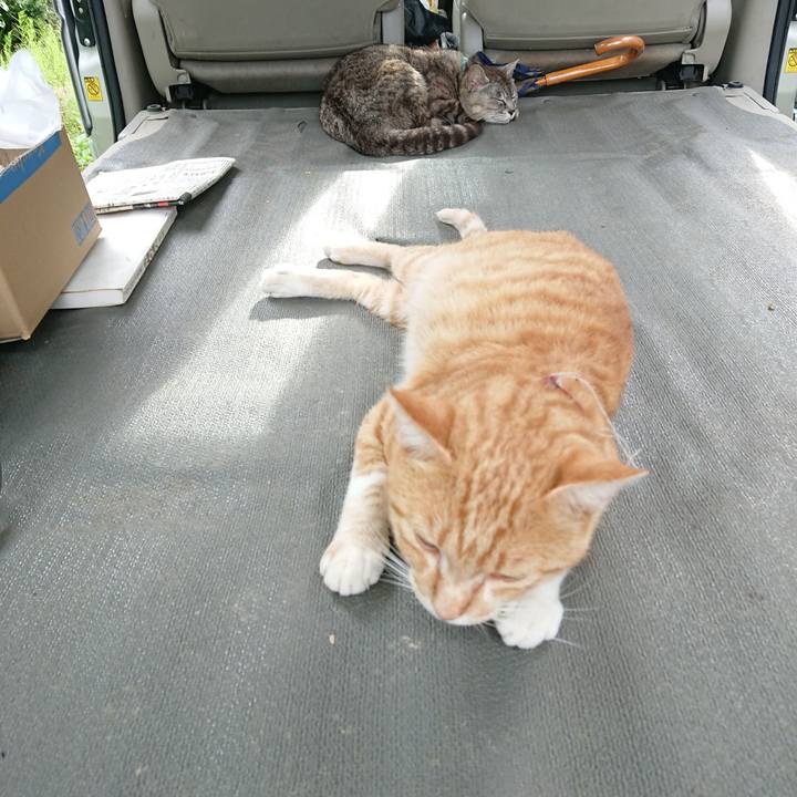 D55c6933 6c0c 412c a46a 60691c06d9fc 1563611566807