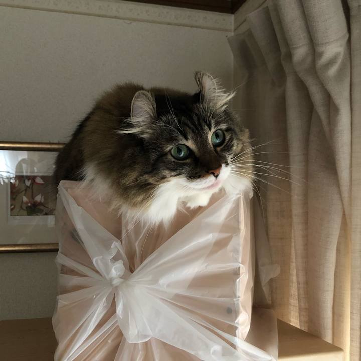 D55ced67 915a 4785 b874 cefd14dec6c1 1570521695414