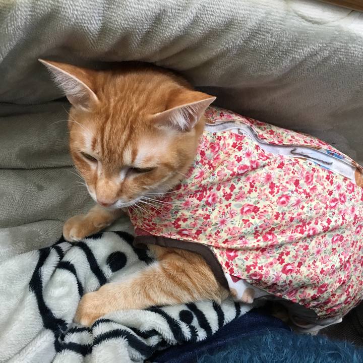 D55e9148 3220 4b9d 90d5 f69cd008b12e 1516775559261