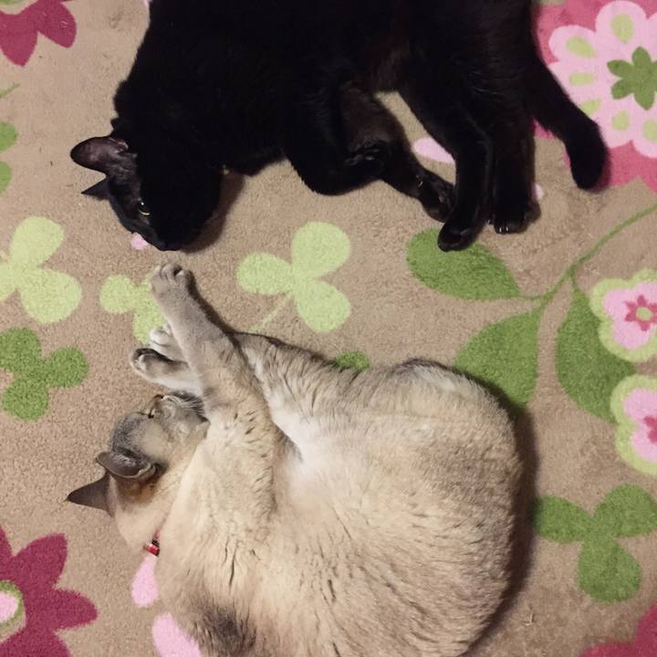 D5609fb8 d33d 4f24 b2bf a70f0b811eff 1523913010391