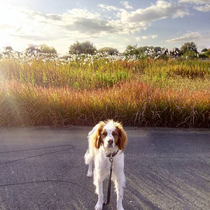 D5621420 589c 4b16 8047 babd6c5173cb 1510387004453