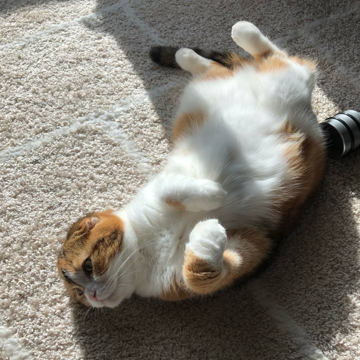 D562c916 0404 42cc 9ba2 0a820ffdb0e8 1545623580241