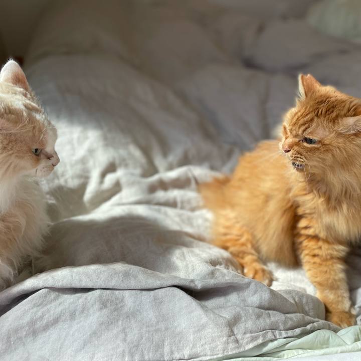 D563c66d 470e 450c 8352 44bf3069da38 1744236912323