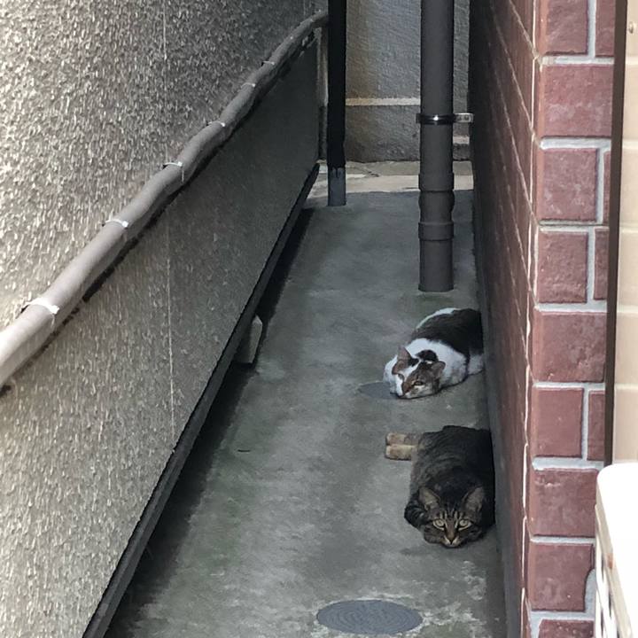 D563c960 9efe 4145 8bc0 b49c11ef163a 1533707882747