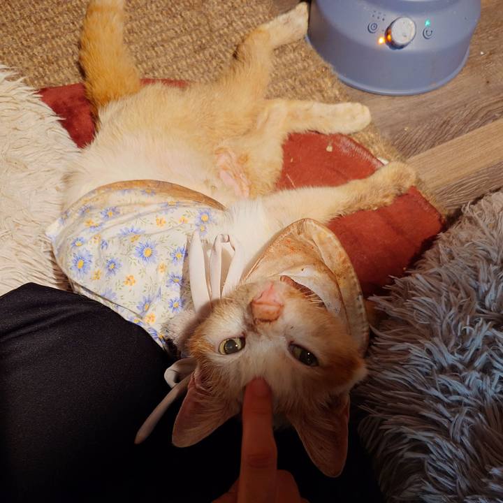 D56495a0 10fa 426f 85c1 c69c65dfecae 1763376191665