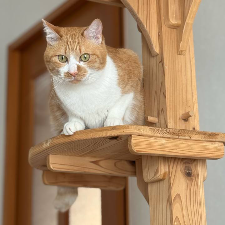 D568bfa6 7553 4348 9973 37abef35ea66 1764381157331