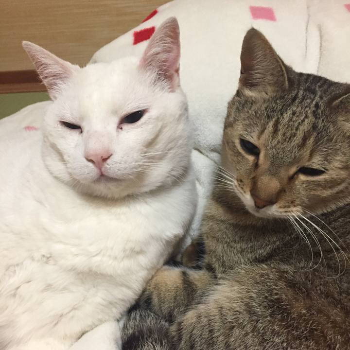 D56b2053 dbce 4a00 8b70 9a3566875442 1522704680012