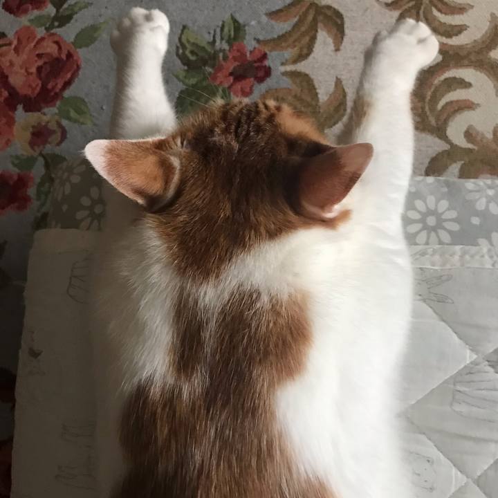 D56c3950 7c83 415f 9548 e688feff4dc1 1568112688786