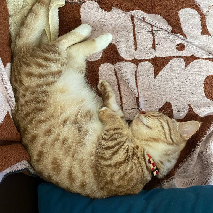 D56c9399 f704 4ed4 8f13 a671a583cbc0 1629250296251