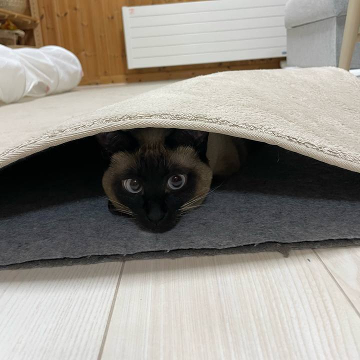 D56d27d0 606f 4453 b1ea bca0d30e77e7 1737319826085