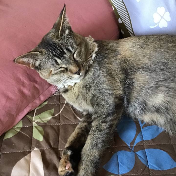 D56f7f1b 2178 4bf6 a64d 553e49b3229e 1589698303670