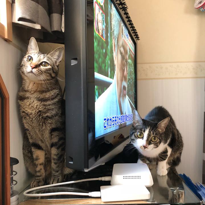 D589e03f e698 40c6 8e4b b978861066c6 1541055442984