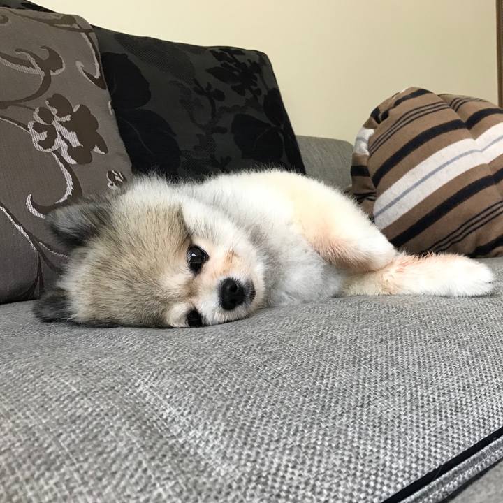 D589e5a0 d65d 4a65 9d8b 6b730fed5183 1532139477478