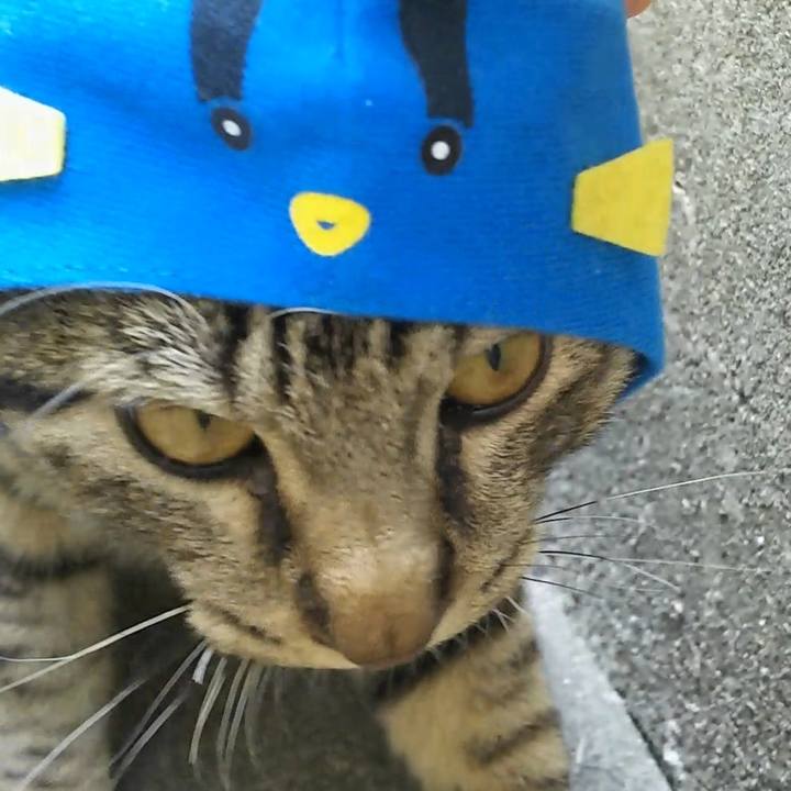 D58aafb6 93be 48c8 86fb 98f27b4ee3f8 1556764605246