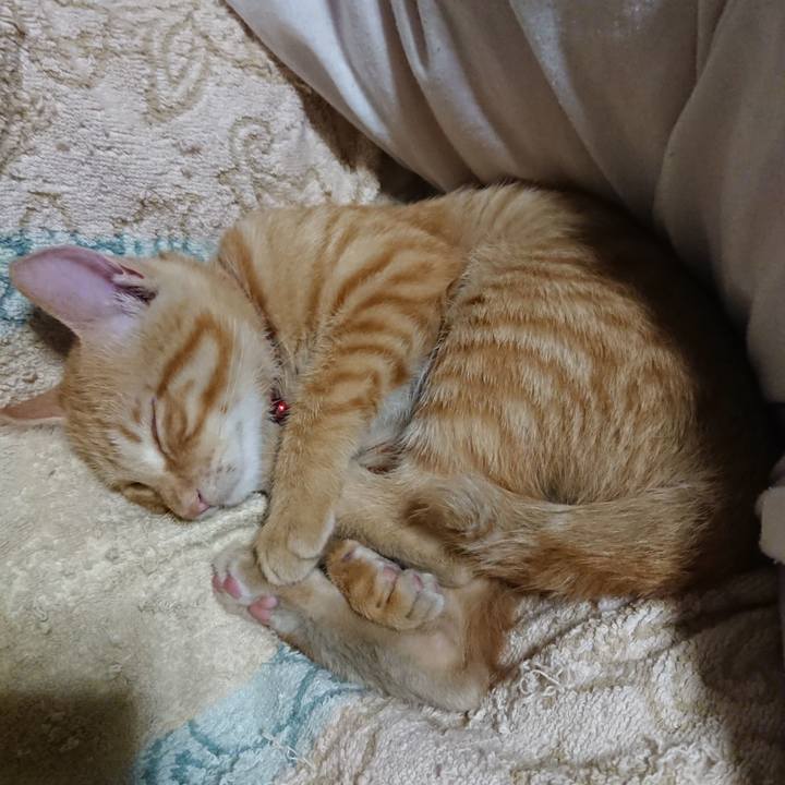 D590a4c5 2911 4ba6 903f c00ad86a6e38 1633521642455