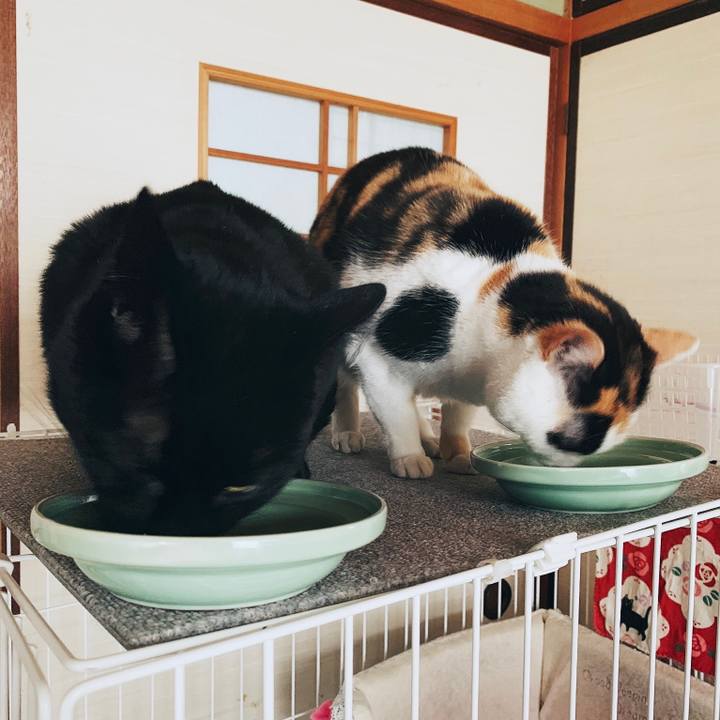 D5912473 bcfc 4a91 a1fa 6f60c76dae3a 1554257857264