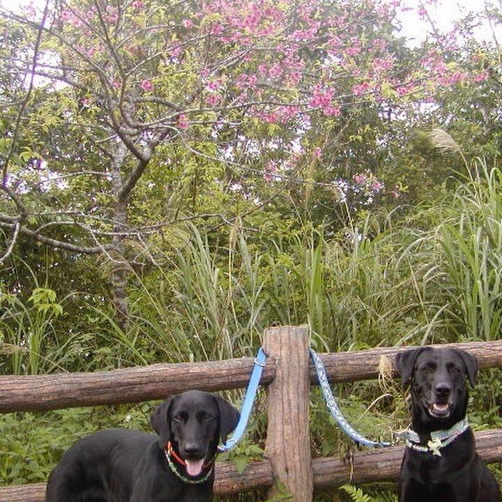 D5938d42 615c 46fa a962 e721a2a5d771 1523357417475