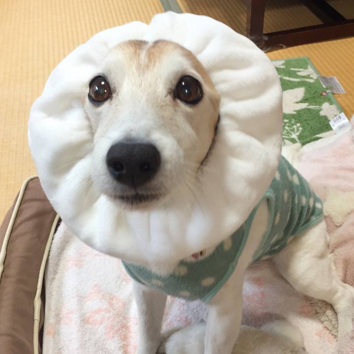 D5958c65 fcc6 4cf1 828d 7b3f245d0ce6 1521982354882