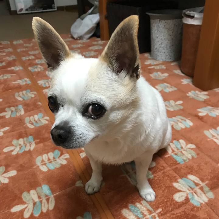 D596f89e 5f44 44f9 bcb9 fc67166b4003 1522663923747