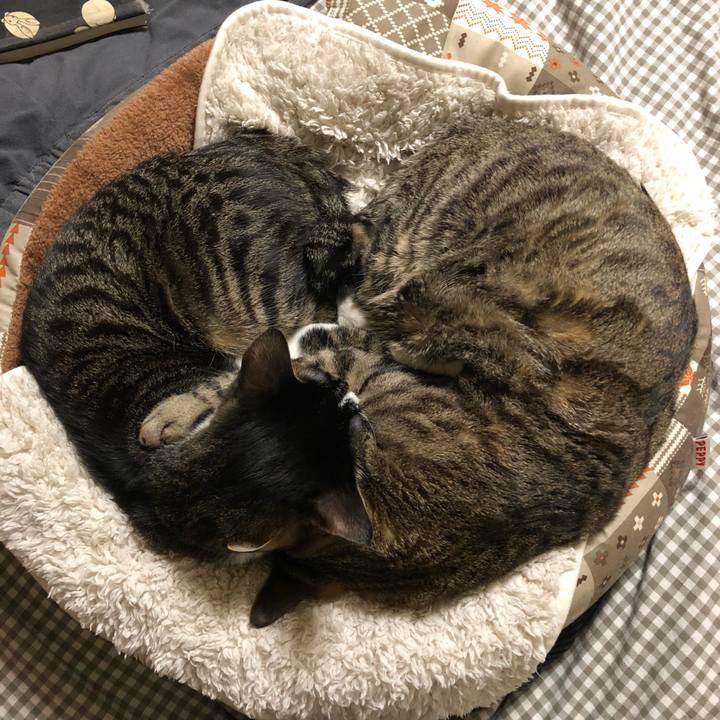 D59a1bcf f394 46c4 baa3 42f12b496b47 1517053092905