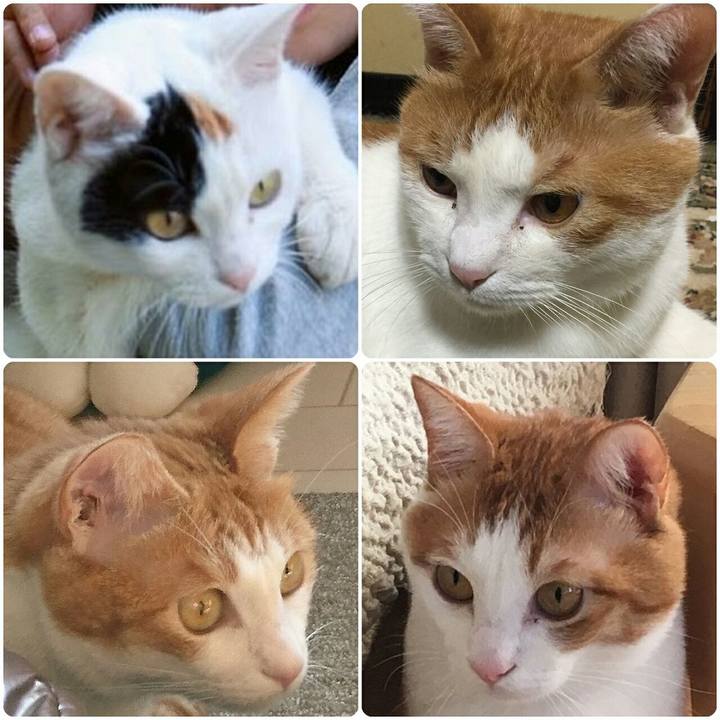 D59ddf0e 83fc 437f 8cfd f80d2129b72d 1510499380958