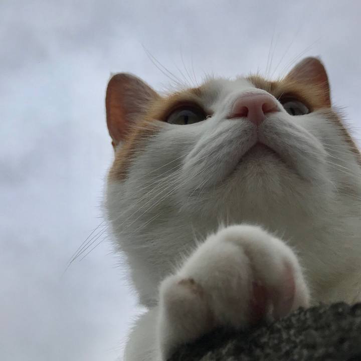 D5a16bcc df12 4c61 a176 3ba0ad252595 1528597981411