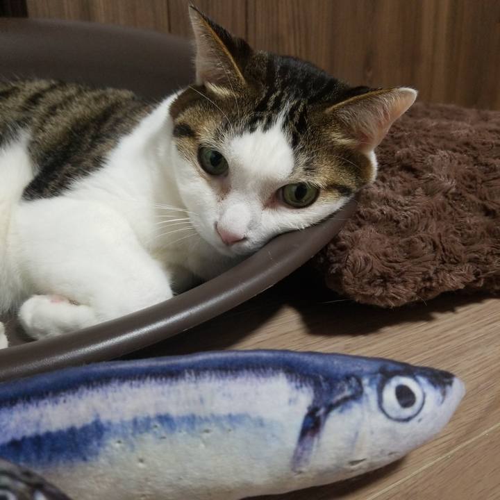 D5a209e2 41be 4909 aa49 b43a416fbb1c 1580420783454